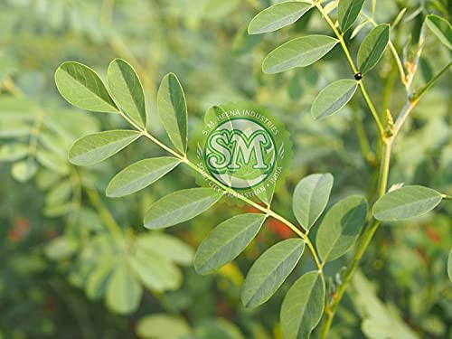 Polvo Orgánico de Hoja de Indigo Hennaveda IQRA 100g miniatura 7