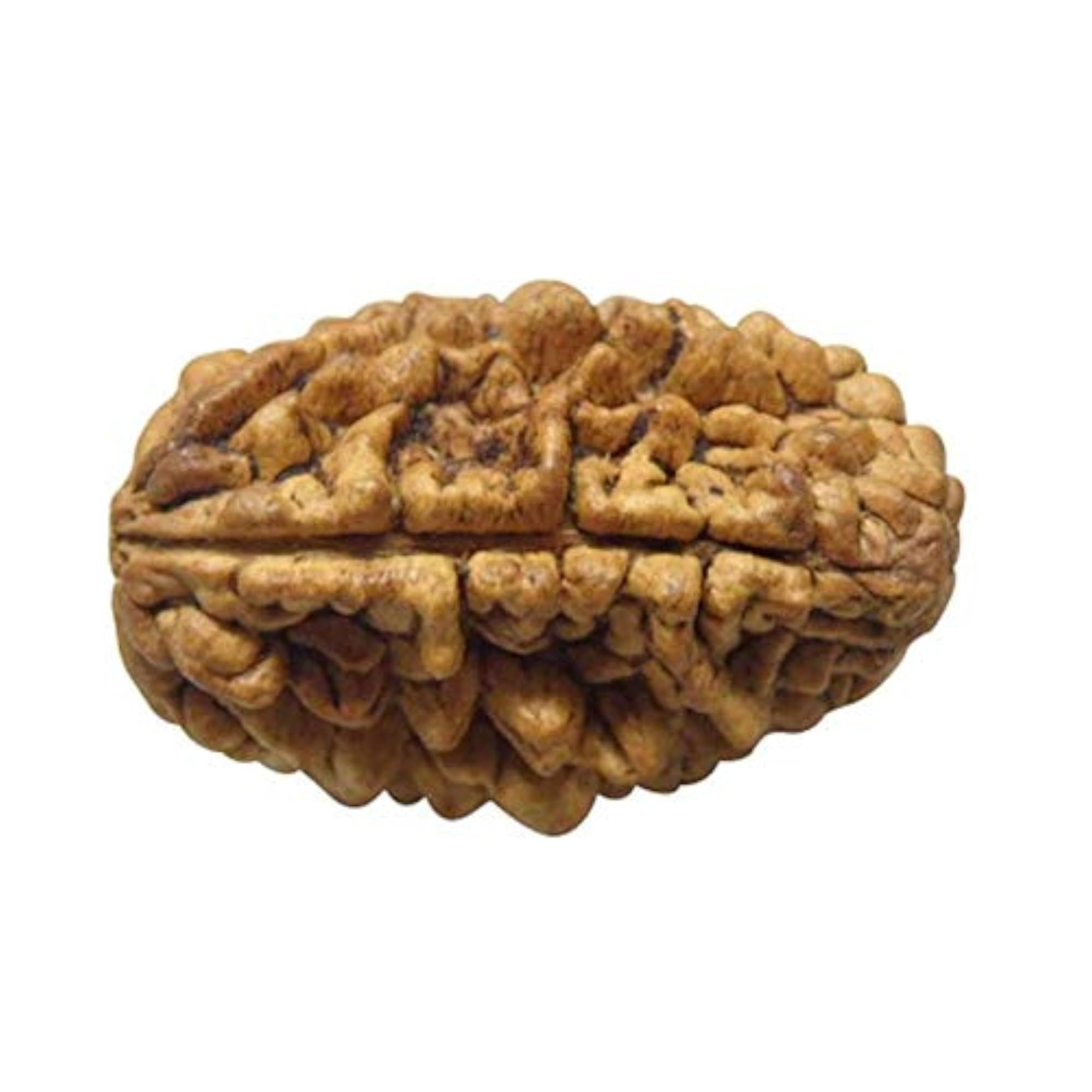 1 Mukhi Nepal Rudraksha Lab Certified Bead