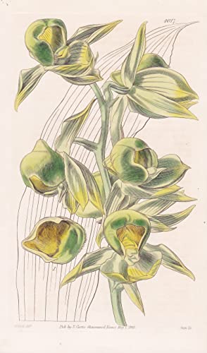 Catasetum Viridi-Flavum. Yellow-Green Catasetum. Tab. 4017 - South America Südamerika / Orchidee orchid / Pflanze Planzen plant plants / flower flowers Blume Blumen / botanical Botanik botany / ...