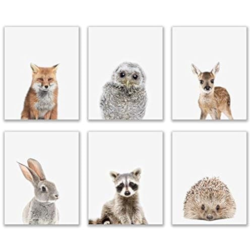 Baby Woodland Animals Poster Prints - Set of 6 (8x10) Adorable Furry North American Portraits Wall Art Nursery Decor - Owl - Deer - Bunny - Raccoon - Hedgehog - Fox