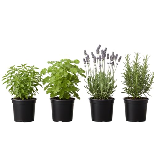 Pack Antimosquitos Aromático de 4 Plantas Vivas DECOALIVE – Geranio Citronela, Albahaca Estrecha, Romero y Lavanda