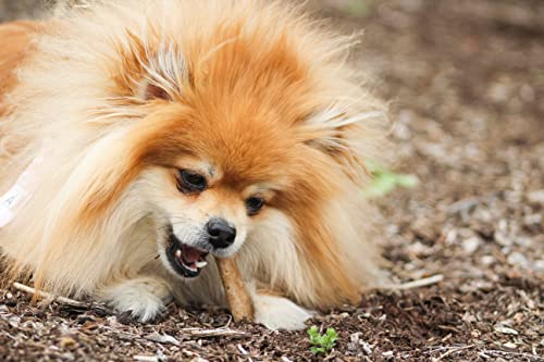 Image of Nylabone Healthy Edibles Natural Dog Chews Long Lasting Roast Beef Flavor Treats for Dogs, Small /Regular (2 Count) (Pack of 2)