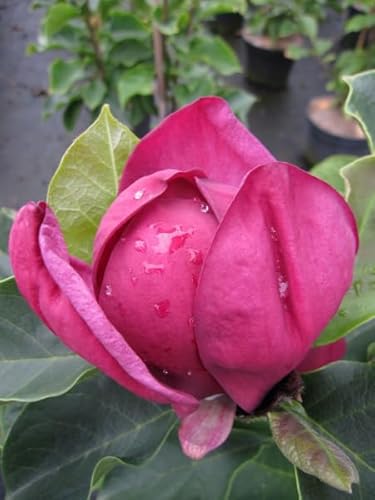 Preisvergleich Produktbild Magnolie Genie ® - Magnolia x soulangiana - Tulpenbaum - Blütengehölz - duftend - 60-80cm