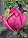 Produktbild Magnolie Genie ® - Magnolia x soulangiana - Tulpenbaum - Blütengehölz - duftend - 60-80cm