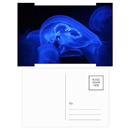 Cartes postales de remerciement texturées au motif de faune marine