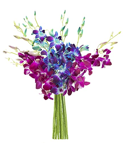 Image of KaBloom-20 Blue&Purple Orchid Bouquet,Flowers for Valentine, Mother's Day
