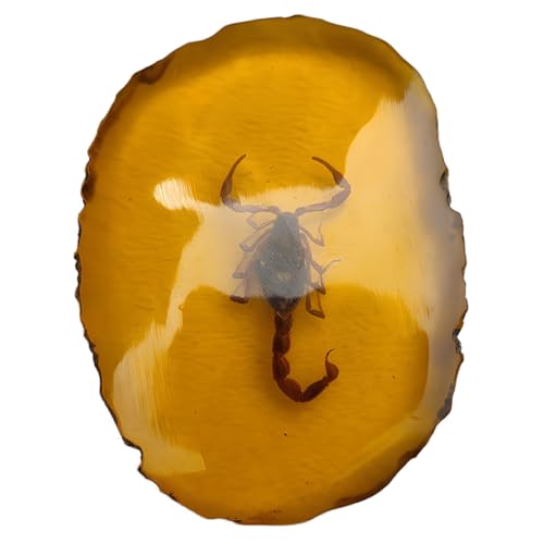 DRXRD Espécimen de Insecto de Ámbar, Fósil Taxidermia de Insecto Real de Resina, Ornamento de Piedra de Ámbar Artificial, para Colección y Decoración del Hogar Scorpion