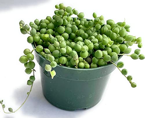 String of Pearls Succulents Plants Live, Succulent Plants Fully Rooted, Rare House Plant for Home Office Decoration, DIY Projects, Party Favor Gift by Fatplants - Thumbnail 5