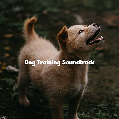 Play Dog Training Soundtrack by Music for Dogs Playlist & Music For