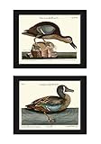 Duck Birds Print Set of 2 Prints Antique Vintage Beautiful Lake Nature Illustration Home Room Decor Wall Art to Frame CTB (5x7)
