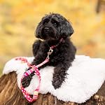 Lucky Love Dog - Adjustable Dog Collar with Easy Click Buckle for Small Dogs, Durable, & Comfortable for Male & Female Dogs, Pet Collar for Puppies & Adult Dogs - Molly, Small - Image 6