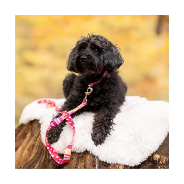 Lucky Love Dog Collars | Cute Girl Collars | Small Medium Large Female Collars | Part of Purchase Donated to Rescue (Small, Molly – Combo) Lucky Love Dog Collars | Cute Girl Collars | Small Medium Large Female Collars | Part of Purchase Donated to Rescue (Small, Molly – Combo)