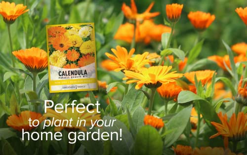 Calendula Seeds For Planting (Pacific Beauty Mix) - Annual Flower Seeds Great For Cut Flower Gardens, Herbal Tea And For Medicinal Purposes, Open Pollinated Flower Seed By Gardeners Basics #TOP2