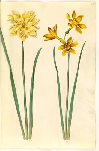 Affiches d'art Narcisse Holtzbecker pour sublimer la décoration murale du salon