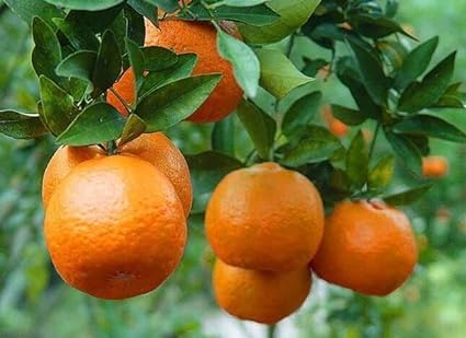 Image of GreenCaart Sweet Nagpur Mandarin Variety Orange Hybrid Grafted Healthy Live Plant1.5-2 Ft Size(Fruit After 1 Year) Pack of 1