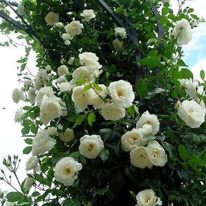 EverSneh White Rose Plant for Outdoor Living Desi White Rose Plant for Home Garden with Black Plastic Pot 4 Inch Size By Eversneh (B07Q5PC8XD) Amazon Price History, Amazon Price Tracker
