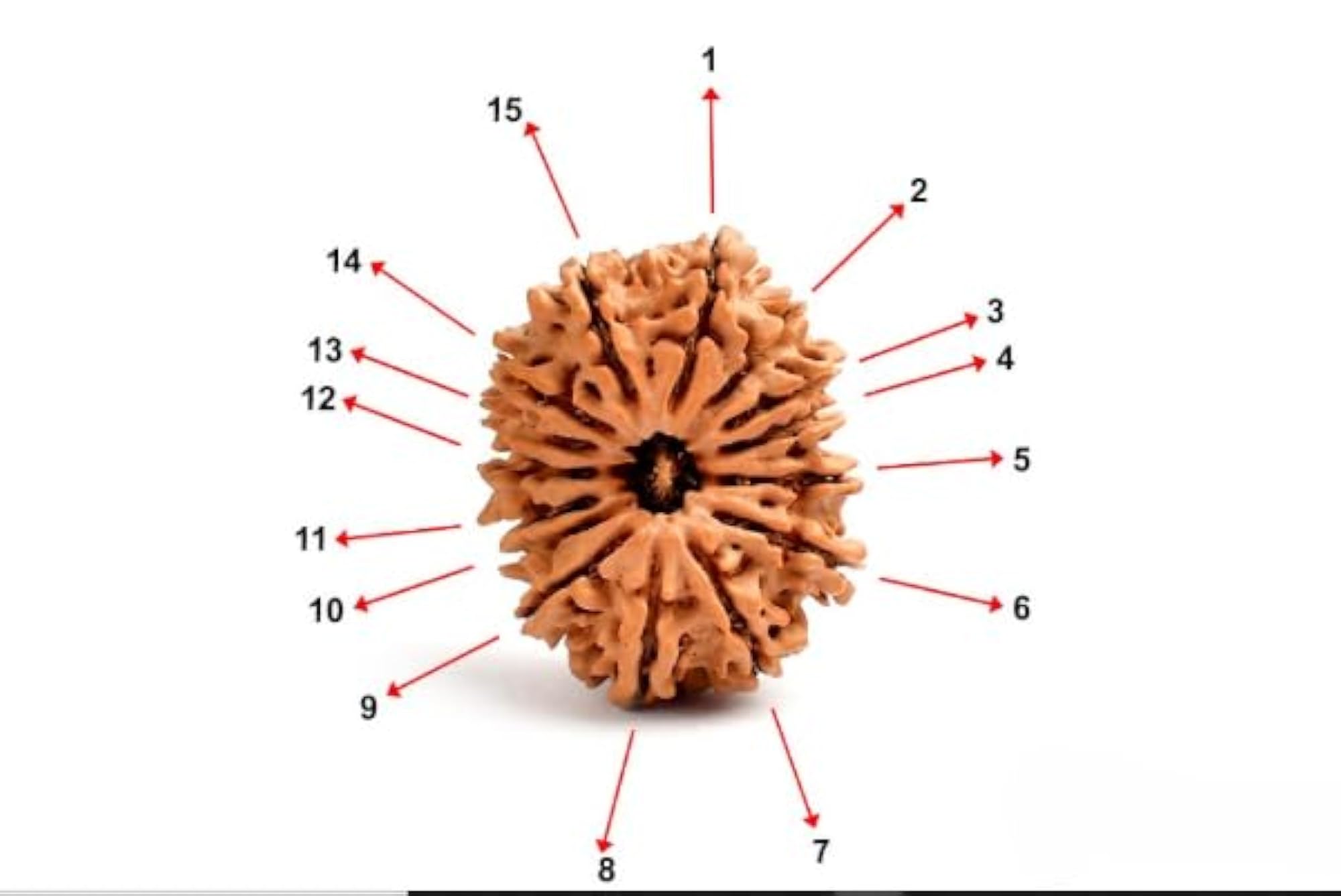 Genuine Nepal 15 Mukhi Rudraksha, Certified