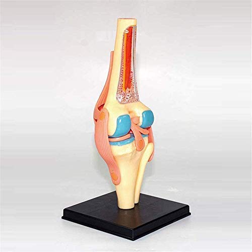 Model Kolanowy Model Anatomii Ludzkiej Narządy Edukacji Medycznej Modelowy Model Medyczny I Materiałowy