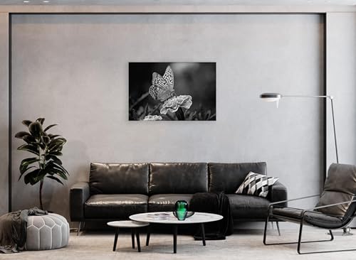 Tableaux image noir et blanc papillon habillage mur vide salon 30x45
