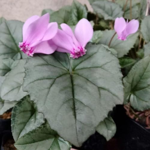 原種シクラメン ヘデリフォリウム シルバーリーフ ピンクのサムネイル
