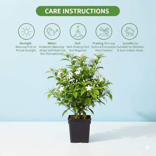 Image of Madhukamini Live Plant (Murraya Paniculata) with Pot | Orange Jasmine Highly Fragrant Evergreen Flowering Plant | Indoor & Outdoor Home Garden Decor | Air Purifying Ornamental Plant