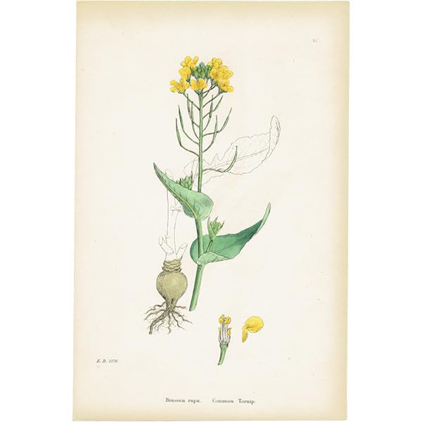 Amazon.co.jp: イギリス アンティーク ボタニカルアート植物画