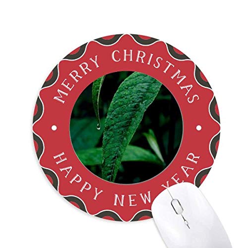 t̐A̎R̎ʐ^ ~`S̃NX}X}EXpbh