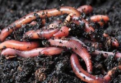 Live Earthworm (EISENIA FETIDA) for compost meaking (1KG) (B09NJNVB5Q) Amazon Price History, Amazon Price Tracker