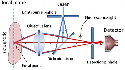 Gowe Binokular Stereo Biologie Mikroskop Binokular betrachten Mikroskop Body