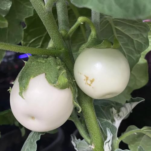 Eggplant Seeds, Ornamental Fruit Display, Seasonal Decoration, Garden Art, Unique Plant Feature 300pcs