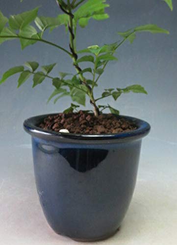 Amazon.co.jp: 盆栽 ノウゼンカズラ（薄ピンク花）盆栽仕立ての鉢植え