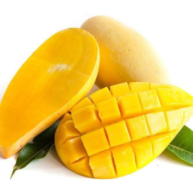 Image of Thai Nam Dok Mai Mango Grafted Live Plant 2-3 Feet Tall | Fast Growing Mango Tree | Fruits in 2-3 Years | Hybrid All Season Grafted Plant for Home Garden & Terrace Farming