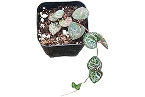 Live Succulent Plants String of Hearts Non-Variegated/Variegated (2 Pot)