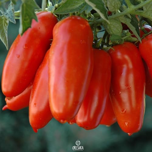 Giant Pepper Tomato 10 PCS Fresh Seeds, Solanum lycopersicum