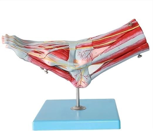 Squelette du pied humain anatomique amovible avec nerfs et muscles