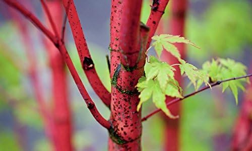 AKA KAWA HIME Japanese Maple - Bright RED BARK - A Dwarf of The Coral BARK Maple - 7 - Year Tree