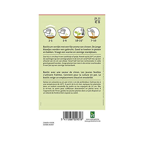 Citroenbasilicum - kruidenzaad - Afbeelding 3