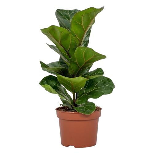 Trendyplants – Ficus Lyrata Bambino – Pianta di tabacco – Pianta d'appartamento – Dimensioni vaso Ø 12 cm – Altezza 20 – 40 cm