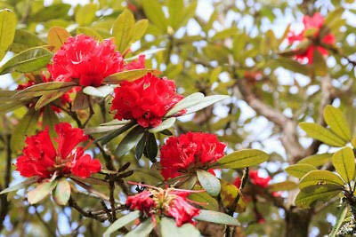 Semi Rododendro Arboreum profusione di grandi Fiori Rossi Zone 8 + o il contenitore (20)