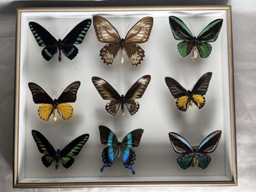 W{ؔîݎʐ^mFĂhCcP[X50x50x6cm <0729zW{>