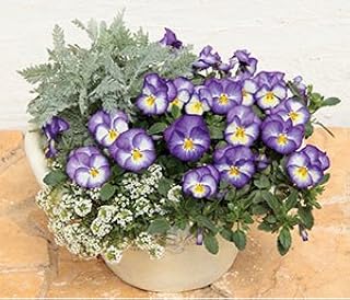 虹色スミレ ロイヤルブルー ポット苗 3個セット パンジー ビオラ すみれ 苗 寄せ植え