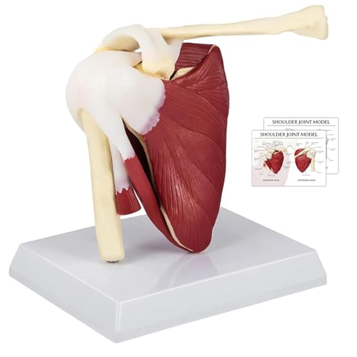 Schulter Modell Anatomie, Anatomisches Schultergelenk Modell Mit Muskeln Und Sehnen, Lebensgroßes Schulter Modell Für Die Medizinische Anatomie