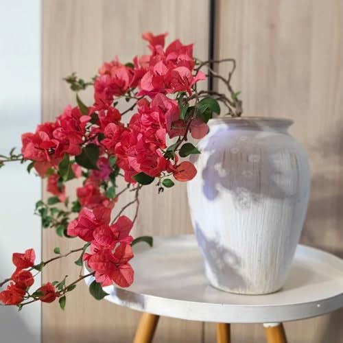 Semillas de árboles de plantas de buganvilla - flor de perforación - balcón de semillas de flores silvestres flores silvestres plantas perennes resistentes flores cortadas plantas 500pcs