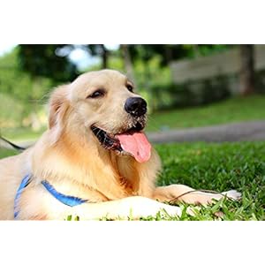 Dog Eye Vitamins Support Small Breed – Dogs Total Health Complex – Natural – Best Hair Coat Immune Eye Teeth UTI Health – Lutein and zeaxanthin for Dogs – 2 Bottles (120 Treats)