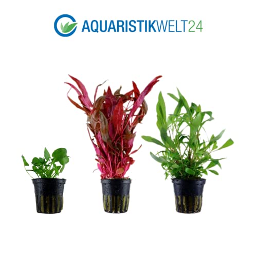 AquaOne Aquarium Pflanzen I 5X Wasserpflanzen I Hintergrund Aquarienpflanzen I Alternanthera Echinodorus Vallisneria Nymphoides Hygrophila I Set mit 5 Hintergrundpflanzen - Image 4