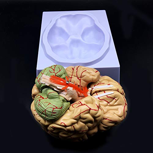 Modèle de cerveau humain anatomique AMITD science médicale et matériel didactique - 4