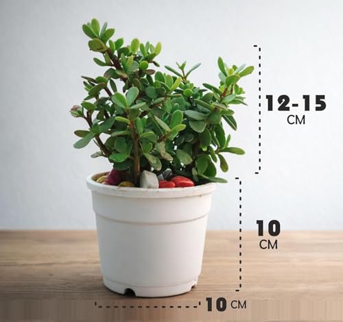 Image of Jade inchZ inch Plant Live Jade Money Plant (Crassula Ovata inchMinima inch), Money Tree Succulent for Indoor Home Office Decor, Natural Air Purifying Good Luck Feng Shui Symbol | 1 HEALTHY LIVE PLANT IN POT