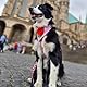 Max & Molly Hundegeschirr in H-Form, Ultrabequemes Geschirr Hund aus Neopren für kleine Hunde, Strawberry Dream/S, Gepolstert, Sicher & Ultraleicht – Komfort für deinen treuen Begleiter