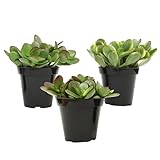 Altman Plants Classic Jade Plant Pack (3PK) Easy Plants, Variegated 'Mosaic' Jade Plants, Lemon Lime Succulent Plants, Live Succulents, Live Plants & Live House Plants in 3.5" Pots with Succulent Soil