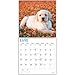 2020 Yellow Lab Puppies Wall Calendar by Bright Day Calendars 16 Month Wall Calendar 12 x 12 Inches